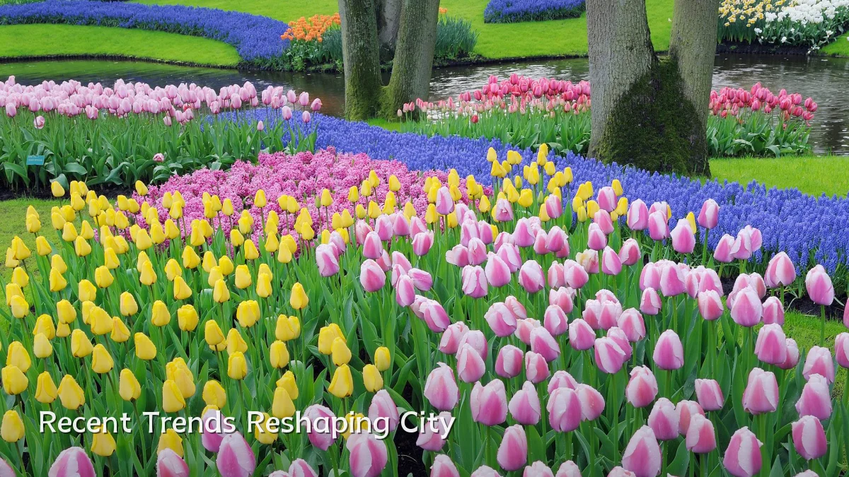 Recent Trends Reshaping City