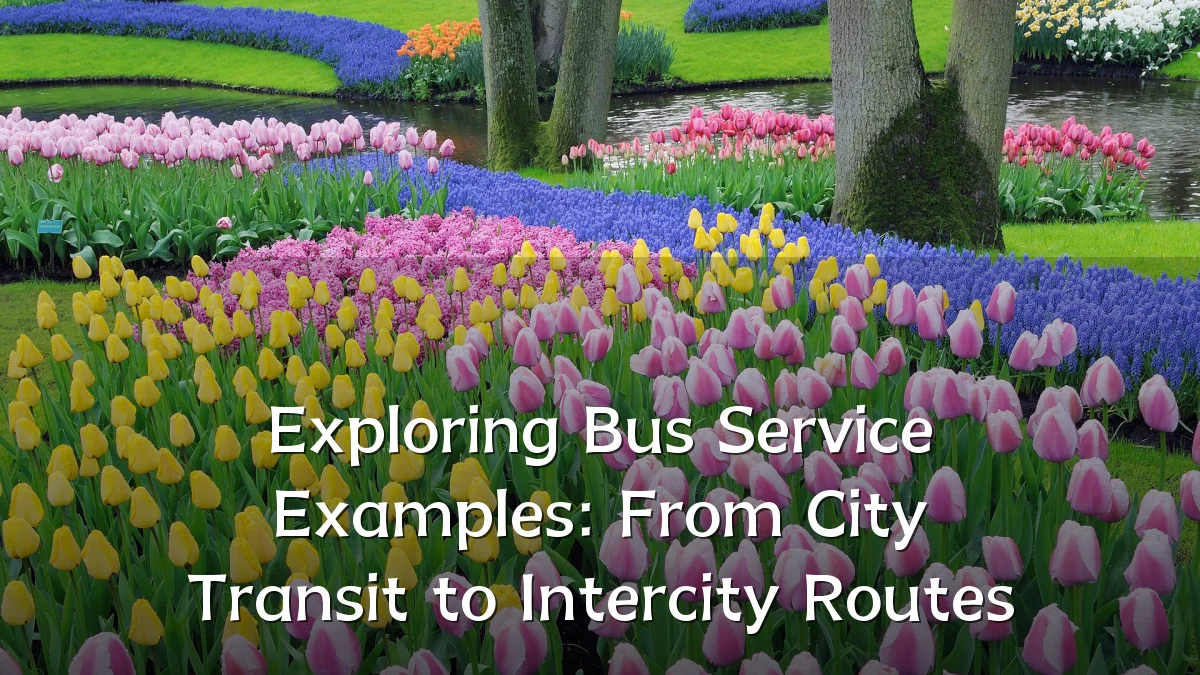 Exploring Bus Service Examples: From City Transit to Intercity Routes