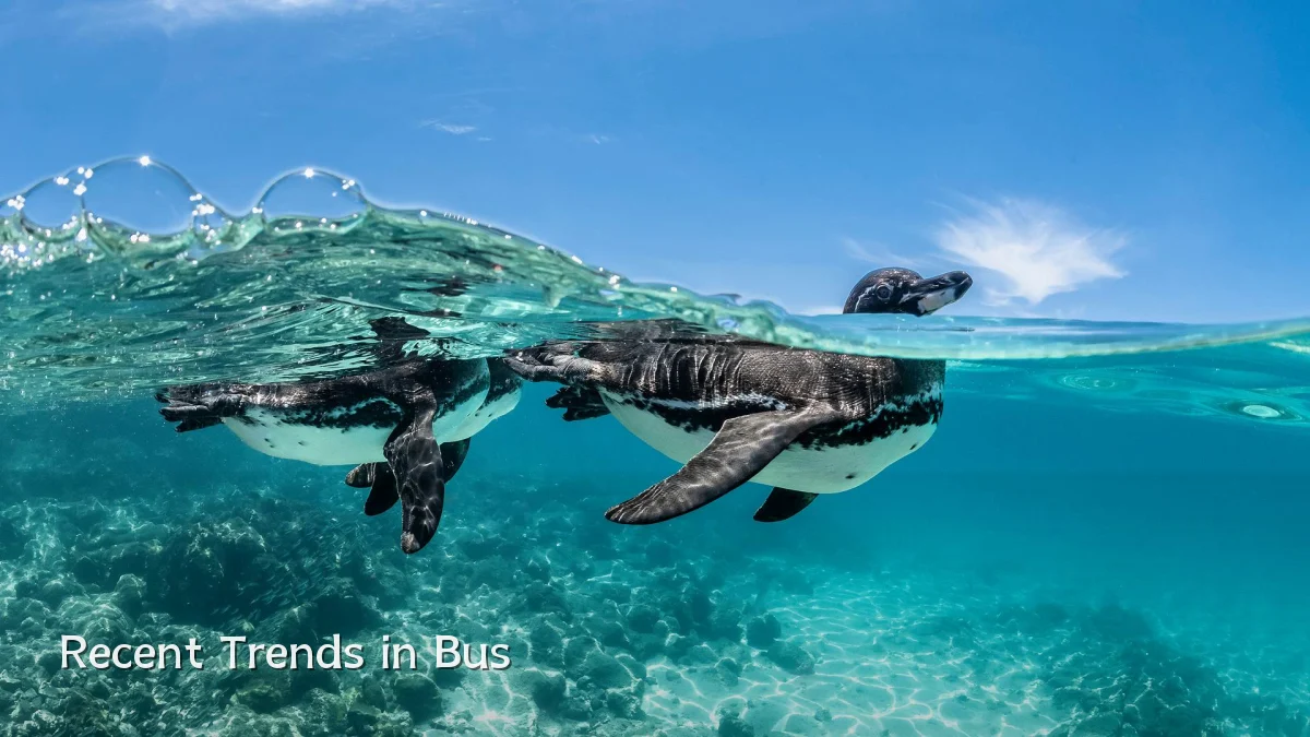 Recent Trends in Bus