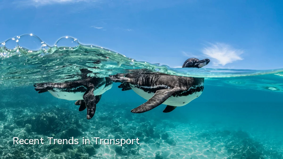 Recent Trends in Transport
