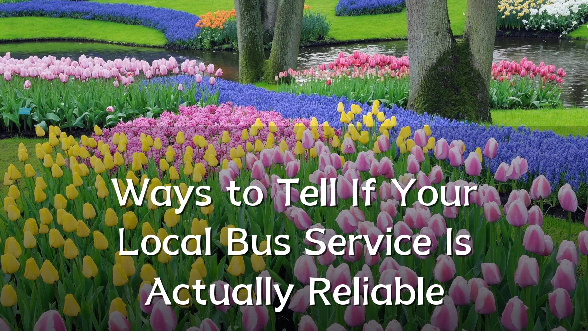 Ways to Tell If Your Local Bus Service Is Actually Reliable
